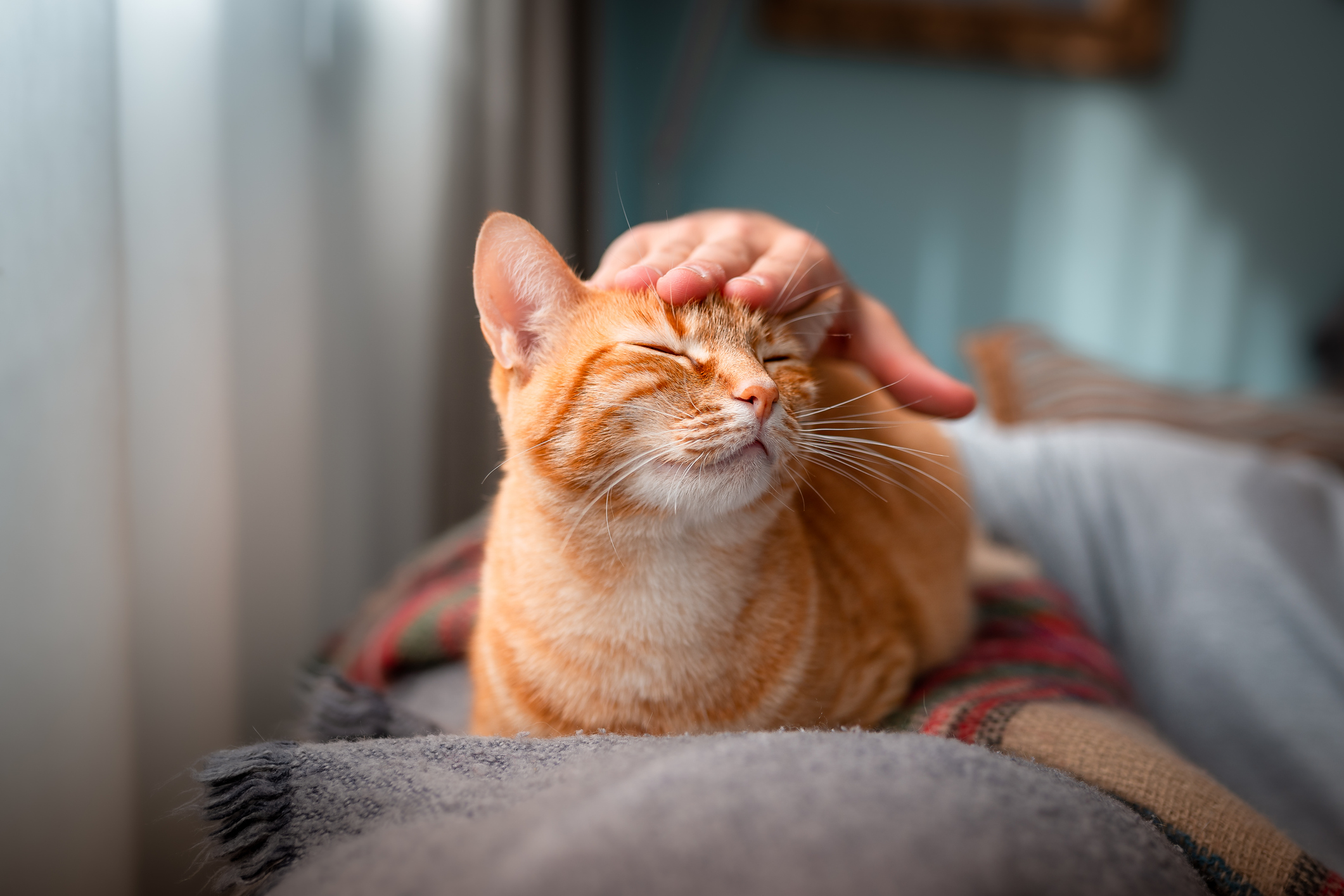 O que acontece no cérebro de um gato durante uma sessão de carinho