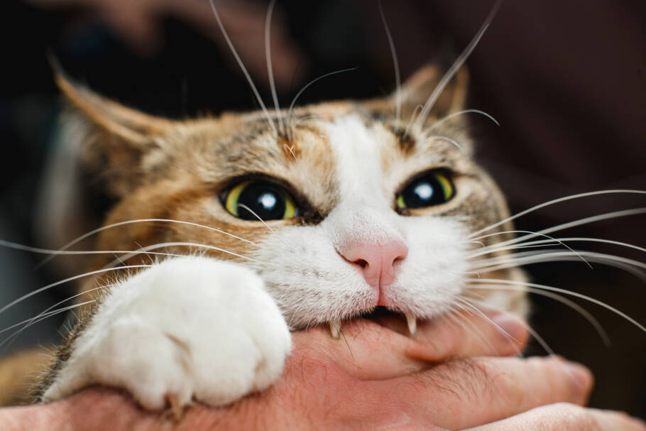 Alguns gatos mordem durante o carinho por excesso de estímulo, sensibilidade corporal ou necessidade de impor limites