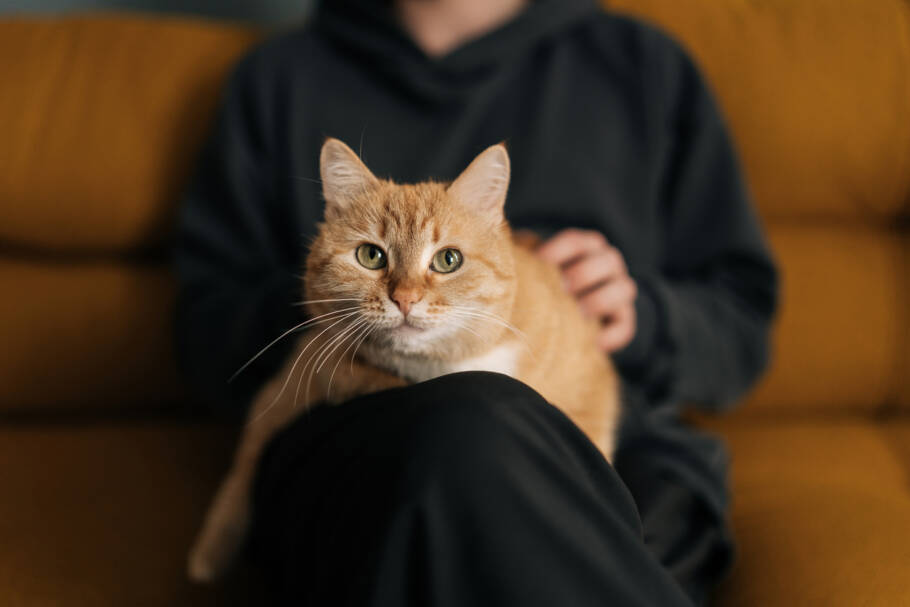Entenda por que alguns gatos escolhem uma pessoa favorita dentro de casa