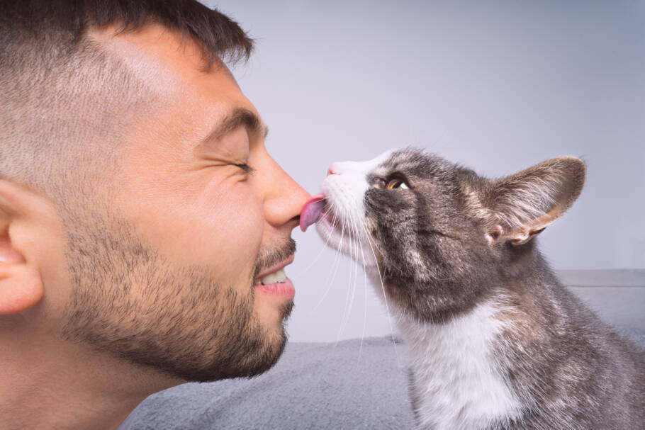 Entenda como os gatos enxergam os humanos segundo estudos sobre comportamento felino