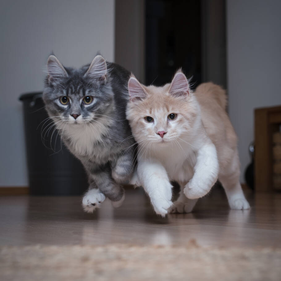 Gatos podem aprender a responder ao próprio nome e a determinados sons associados a experiências positivas
