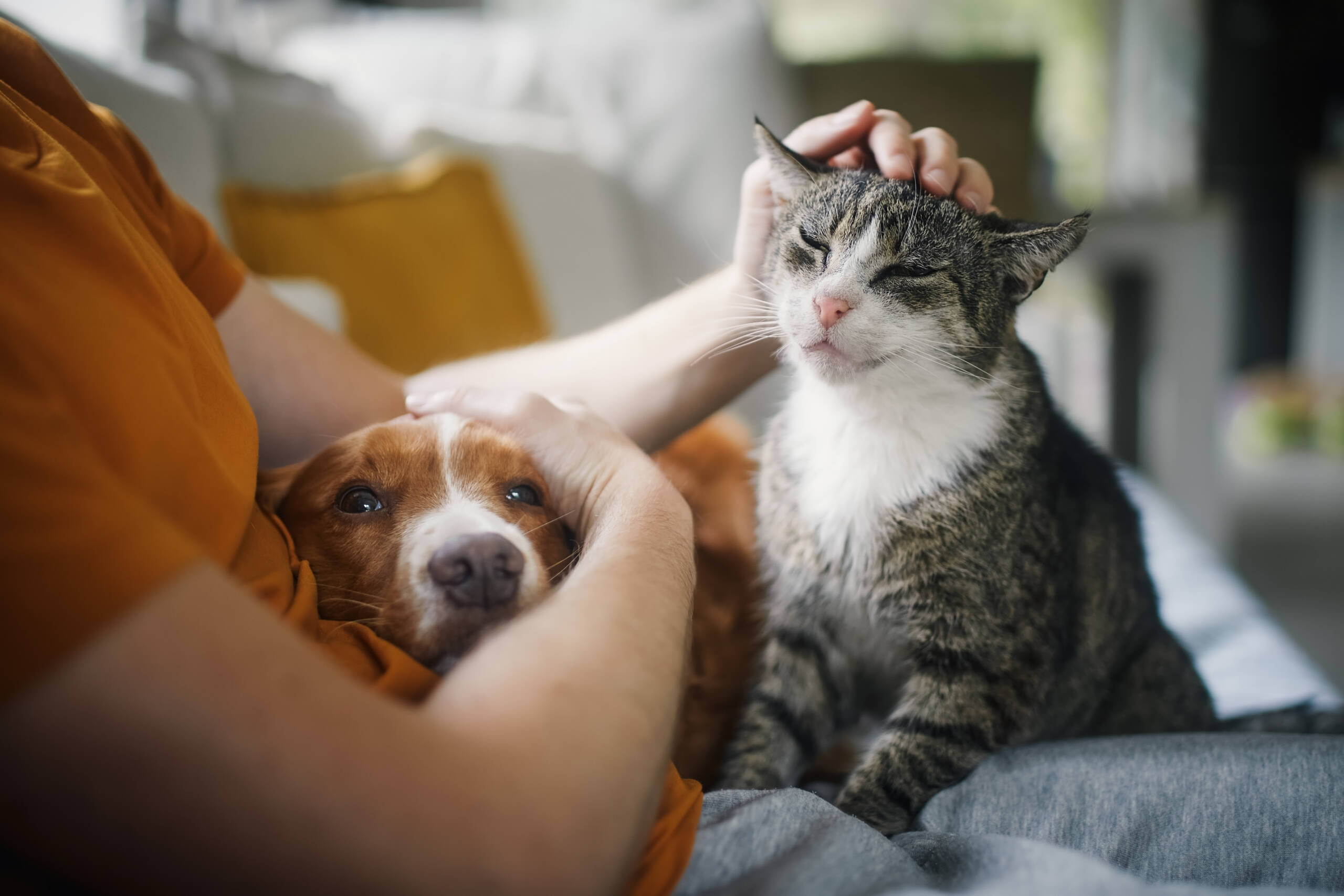Gatos sentem ciúme? O que a ciência observa sobre disputas por atenção