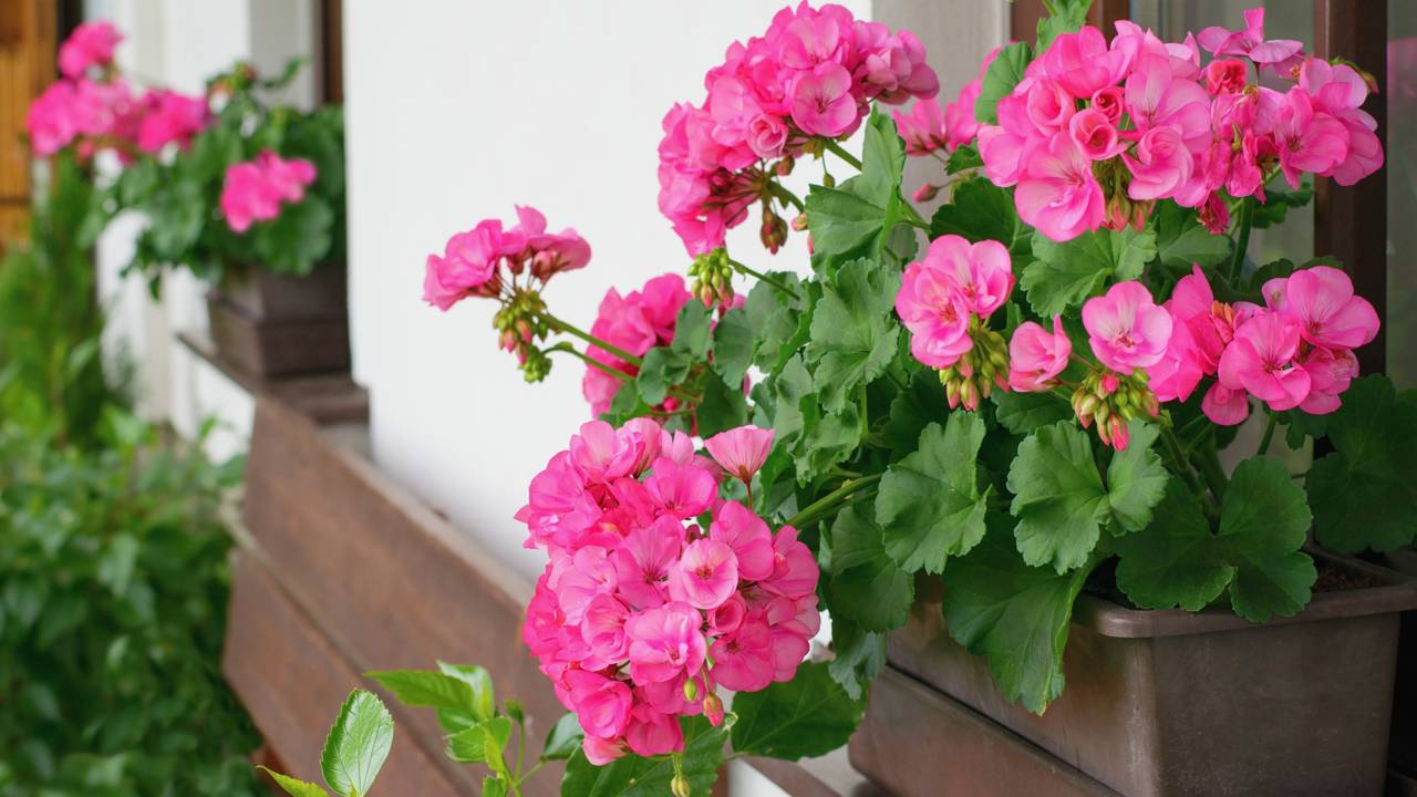 O gerânio virou tendência em varandas por ser fácil de cuidar e muito decorativo. Saiba como manter sua planta sempre bonita.