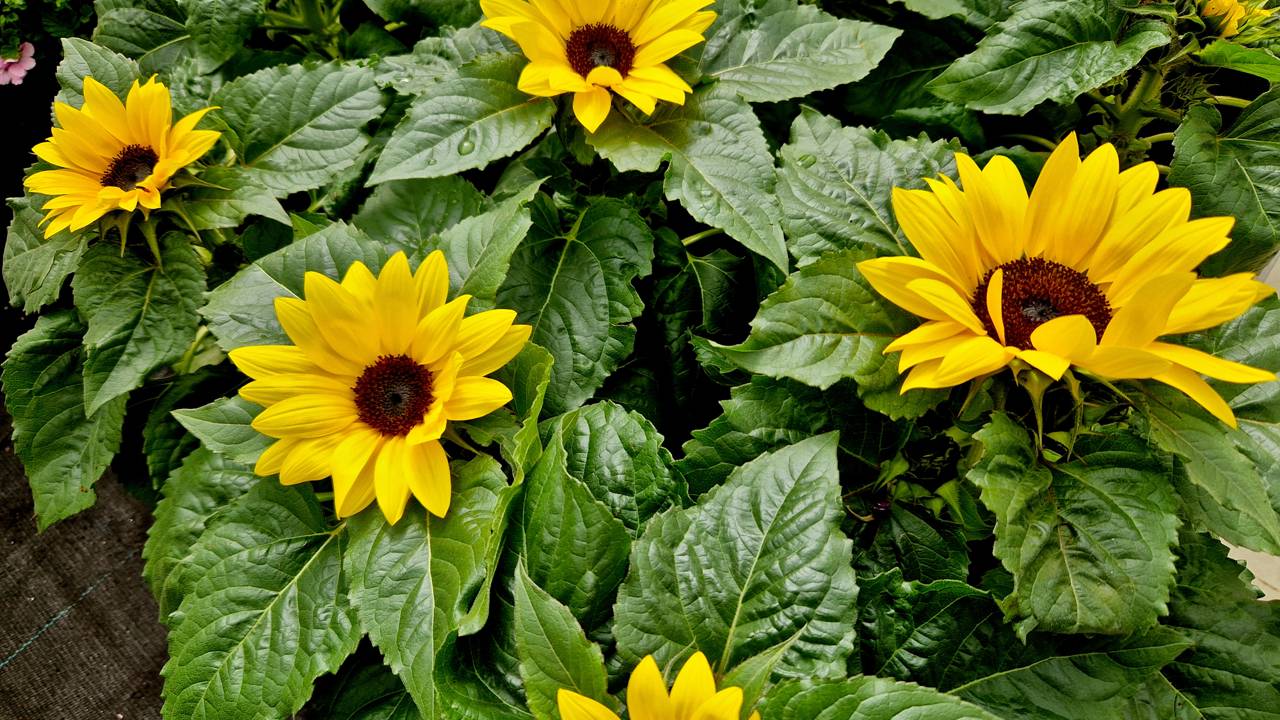 Pequenos ajustes no vaso, na adubação e na posição ajudam a prolongar a floração do girassol em espaços reduzidos.