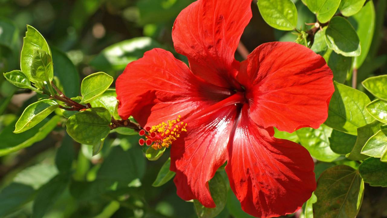 Jardins com hibisco, lantana e ipê-amarelo estão se tornando refúgios naturais para aves e insetos polinizadores.