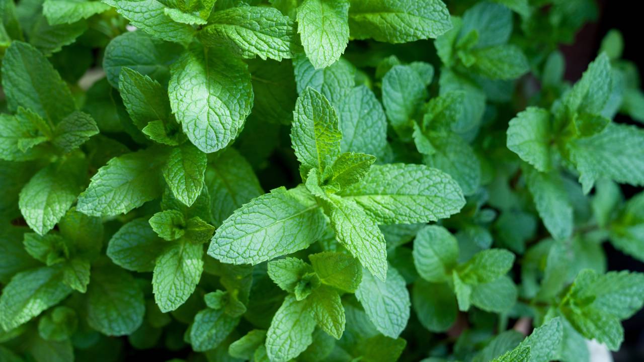 Citronela hortelã e lavanda podem salvar suas noites do mosquito