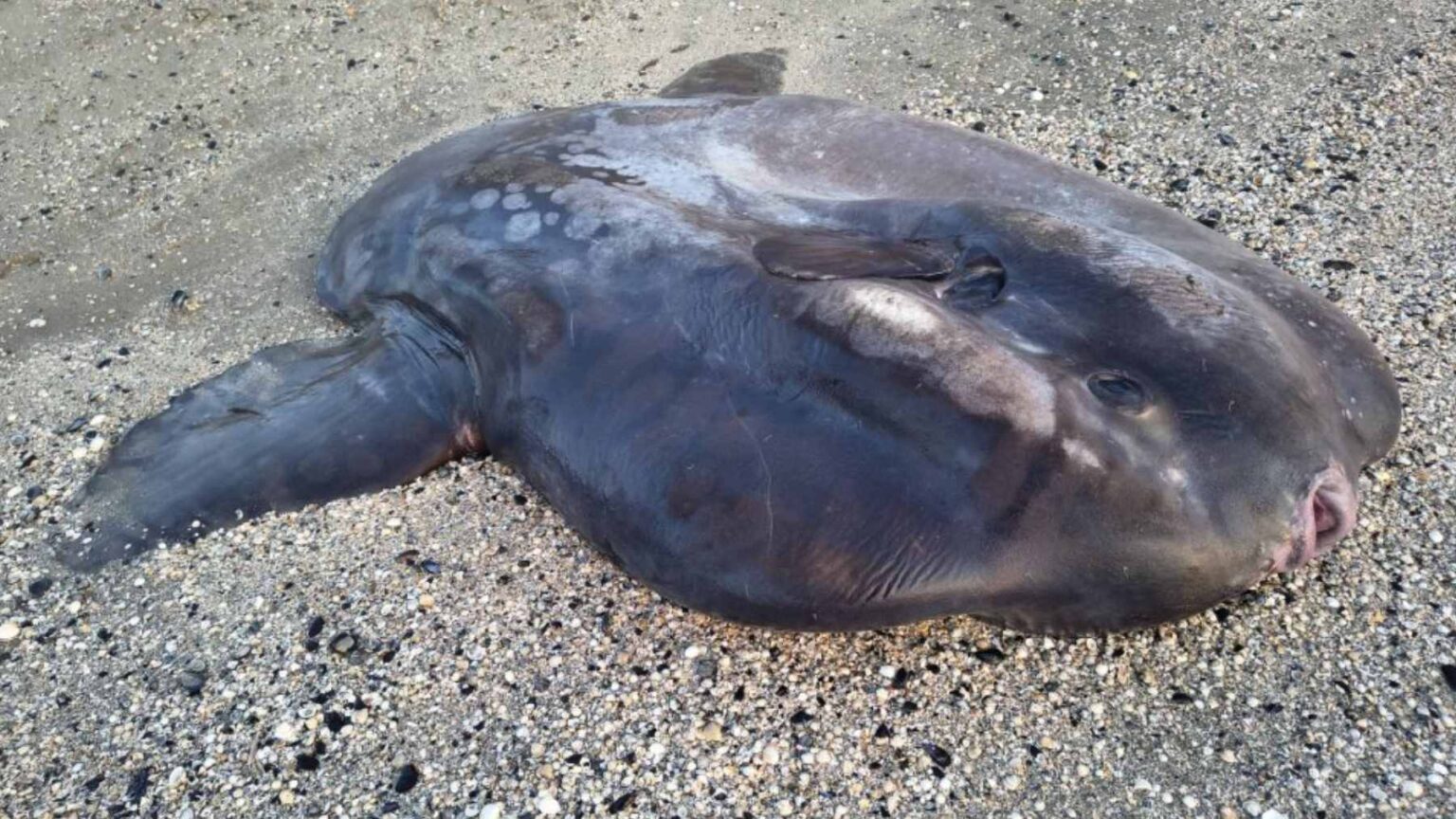 Um peixe-lua gigante apareceu recentemente em Marina di Ravenna, dando aos cientistas uma rara oportunidade de estudar o gigante pelágico e elusivo e investigar sua causa de morte.