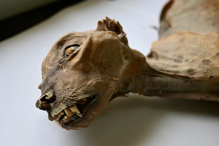 Uma das sete chitas mumificadas encontradas em cavernas na Arábia Saudita.