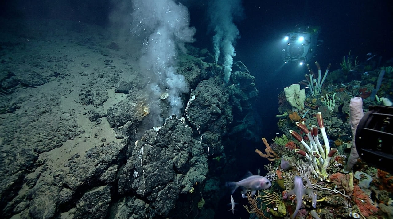 Pesquisadores analisam como o maior coral de sua espécie sobrevive há mais de dois mil anos sob pressões vulcânicas.