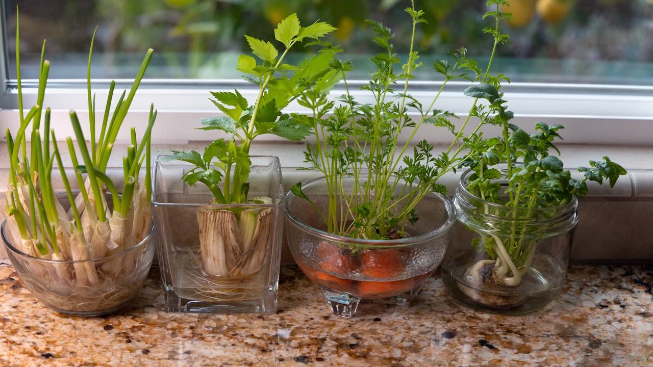 Essa solução prática para cultivar hortaliças na janela está conquistando moradores de apartamento e o motivo chama atenção.