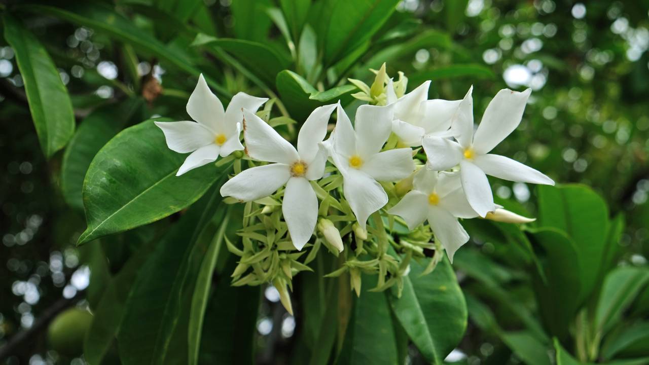 Com raízes menos agressivas e floração prolongada, essa trepadeira virou tendência em jardins de espaços compactos.