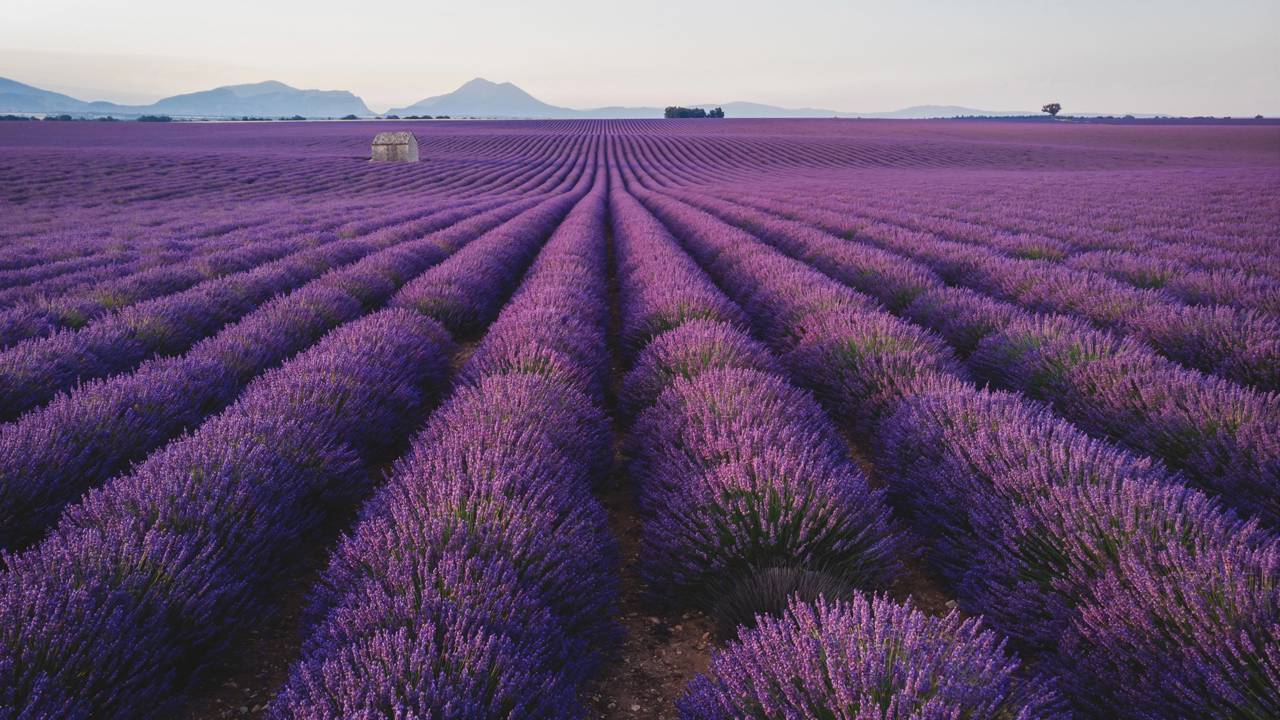 Algumas plantas simples podem ajudar a reduzir a presença de baratas na cozinha e ainda deixar o ambiente mais cheiroso e saudável.
