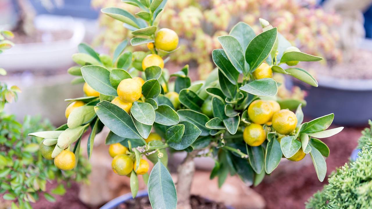 Compacto e perfumado, o limoeiro anão pode produzir frutos por meses mesmo em vasos pequenos e ambientes urbanos iluminados.