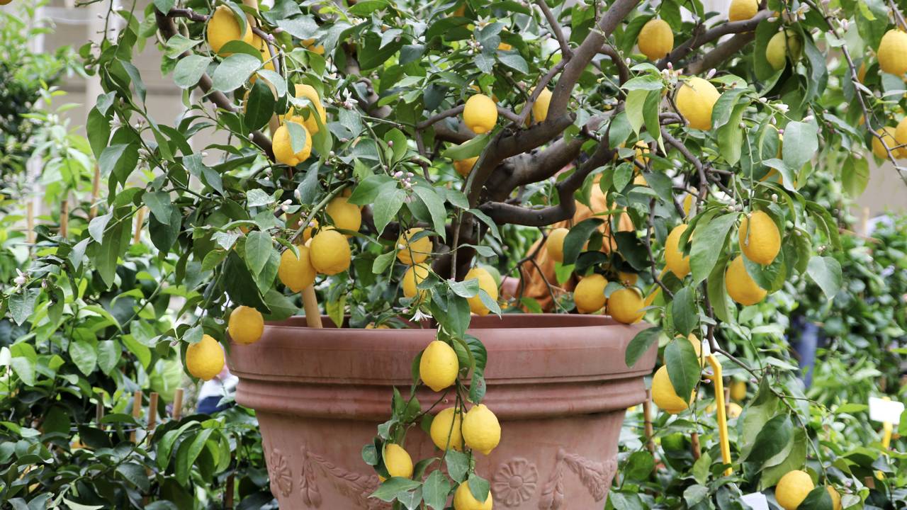 Árvores frutíferas em vasos ajudam a deixar a varanda mais bonita, perfumada e produtiva o ano inteiro.