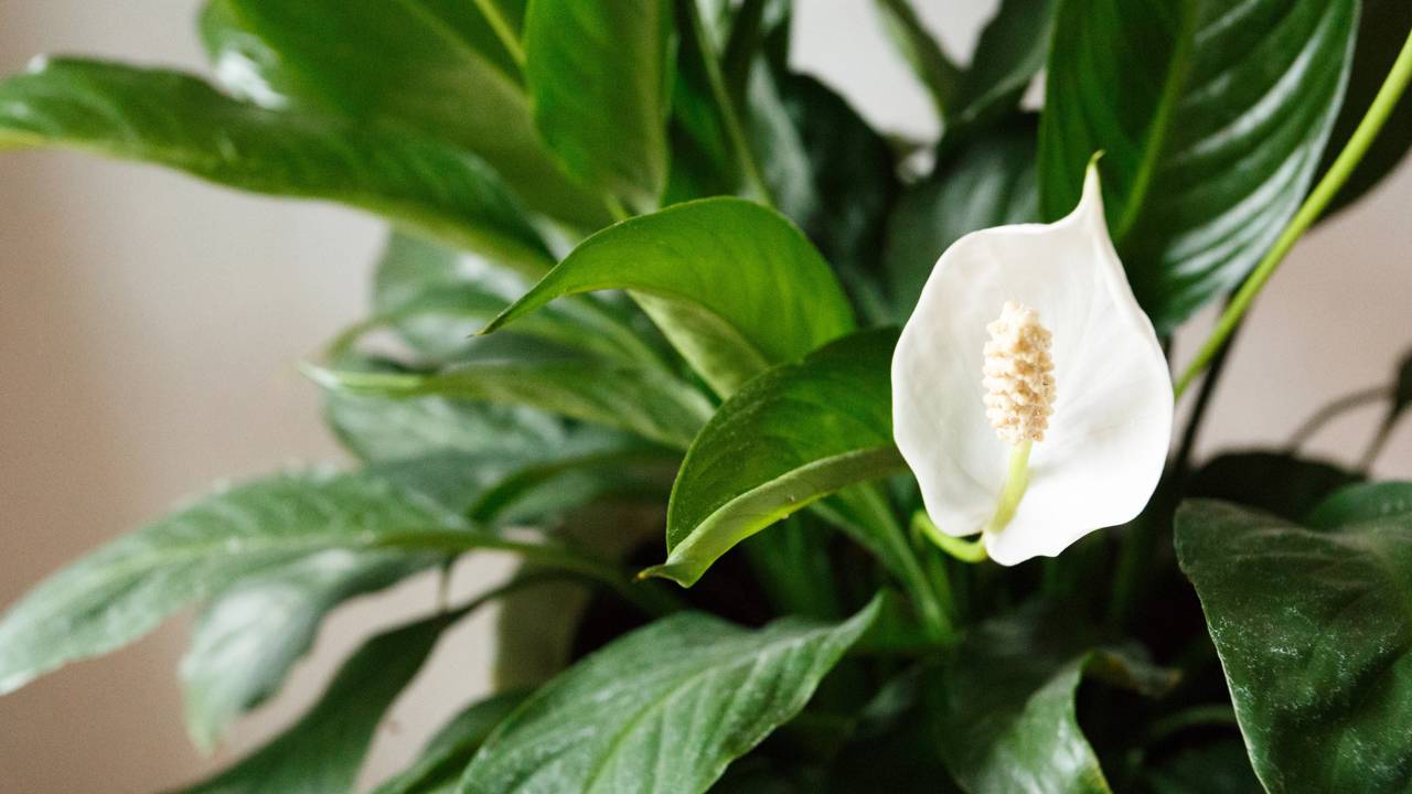 Muita gente mantém o lírio da paz sem flores por causa do ambiente errado dentro de casa e nem percebe.