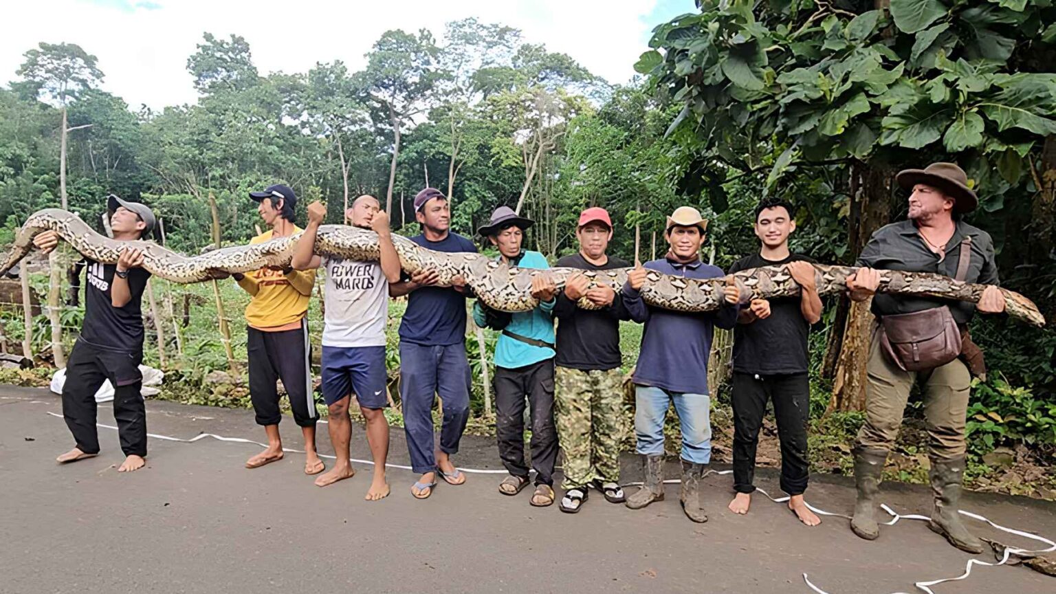 Uma fêmea resgatada de píton reticulada conhecida como “Ibu Baron” foi medida com 23 pés e 8 polegadas, estabelecendo um novo recorde para uma cobra selvagem.