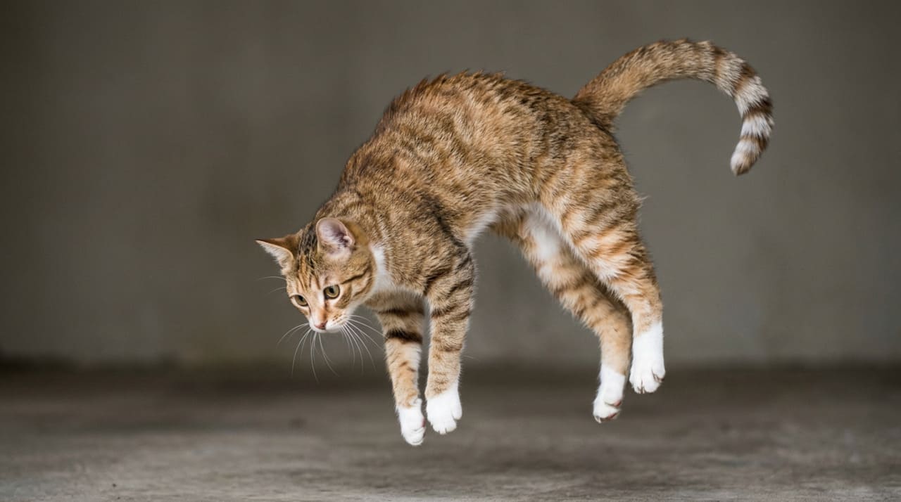 Durante uma queda inesperada, o corpo do animal se contorce em uma sequência perfeitamente calculada para garantir a estabilidade antes do impacto