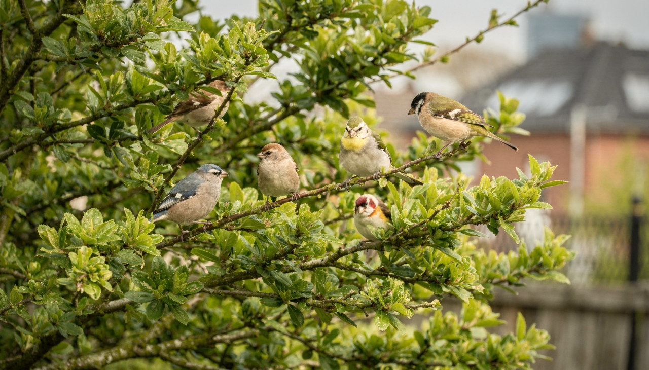 Presença de aves revela qualidade ambiental do local