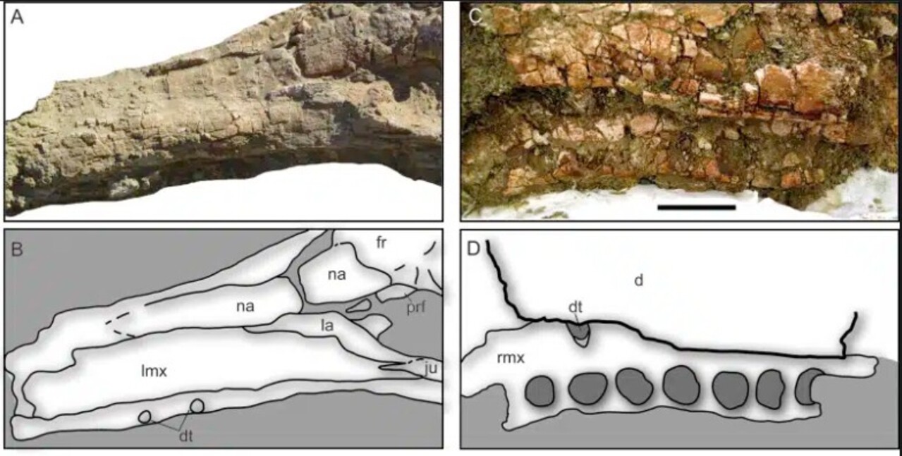 Imagem ampliada de uma mandíbula fossilizada com diagramas legendados usados ​​para estudar sua composição interna