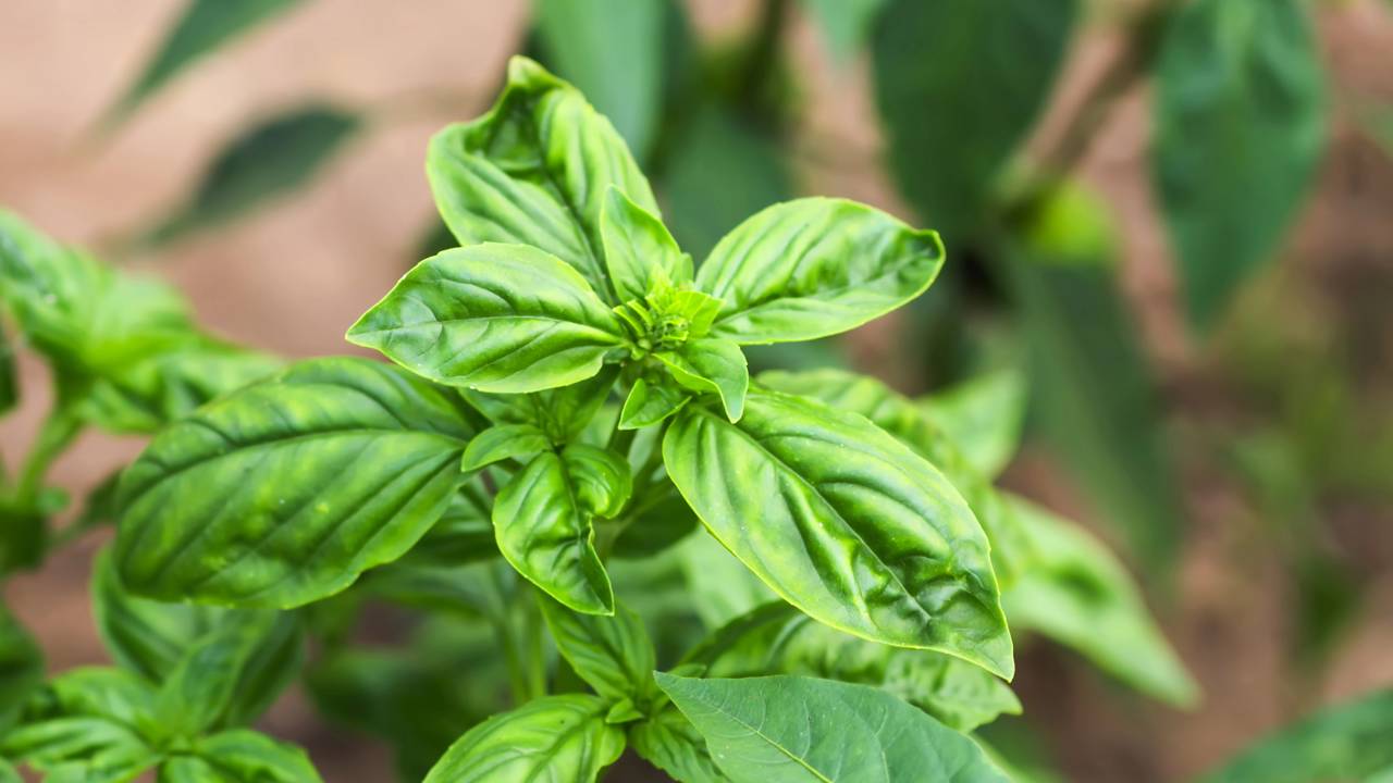 Quem busca uma solução natural contra aranhas está apostando em plantas fáceis de cuidar e com perfume agradável para a casa.