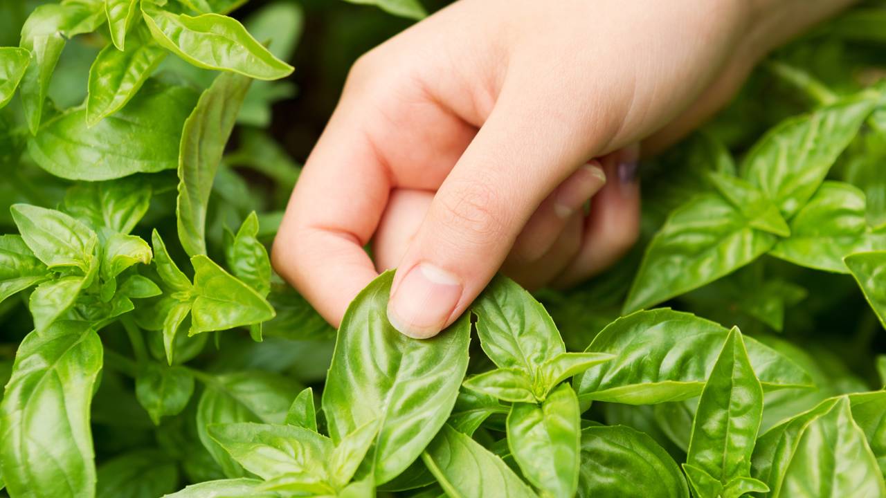Essa planta aromática ajuda a deixar a cozinha mais bonita perfumada e cheia de sabor nas receitas diárias.