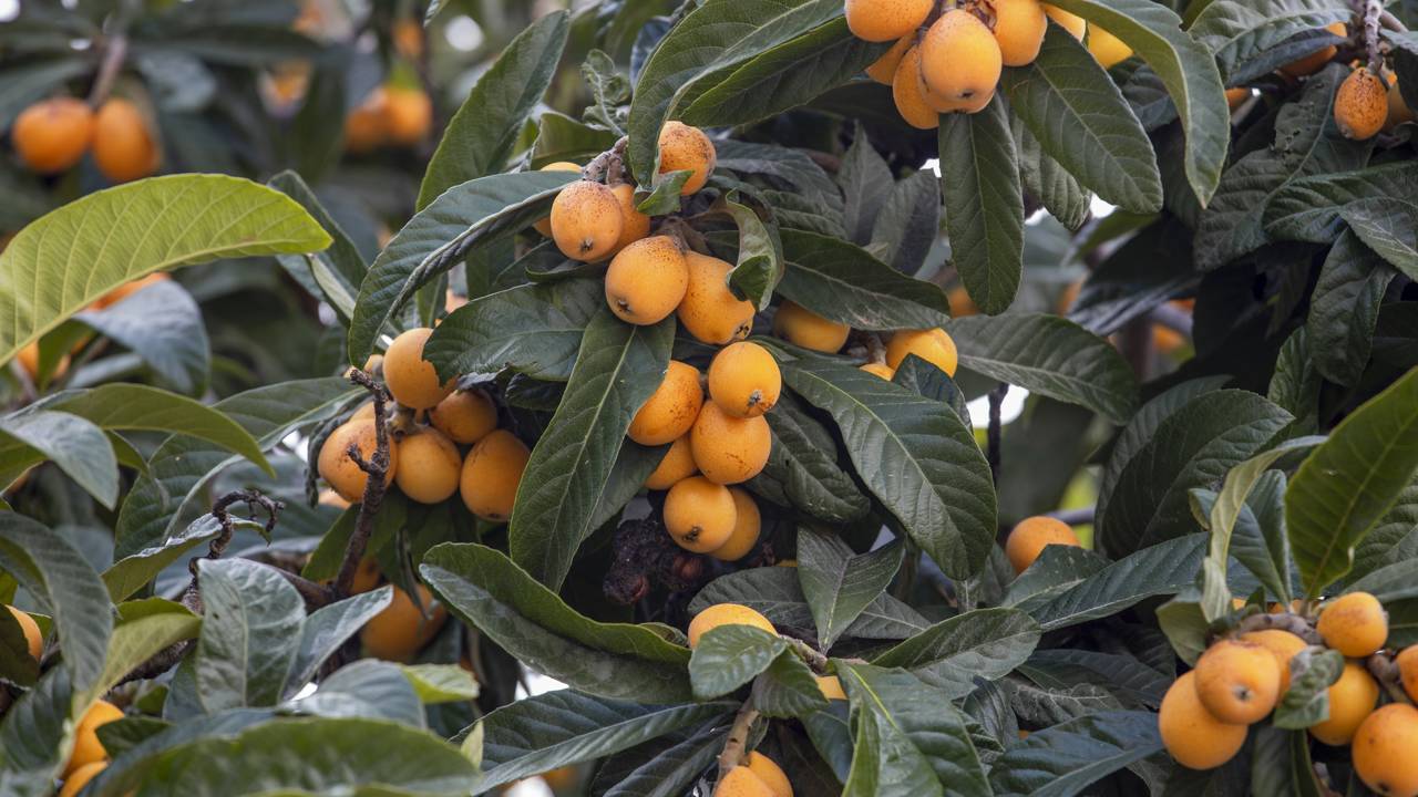 Muita gente está redescobrindo a nêspera japonesa por causa dos benefícios associados às folhas e aos frutos.