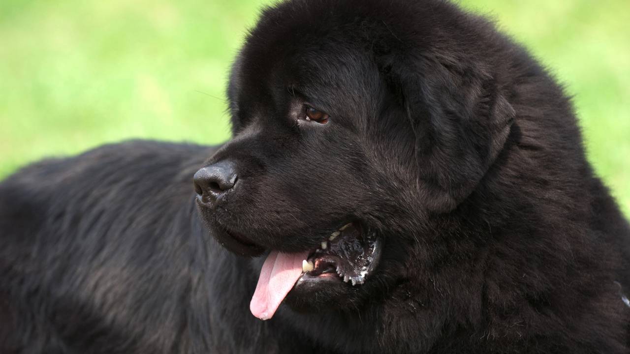 10 Raças de Cachorros Mais Tranquilas para Família