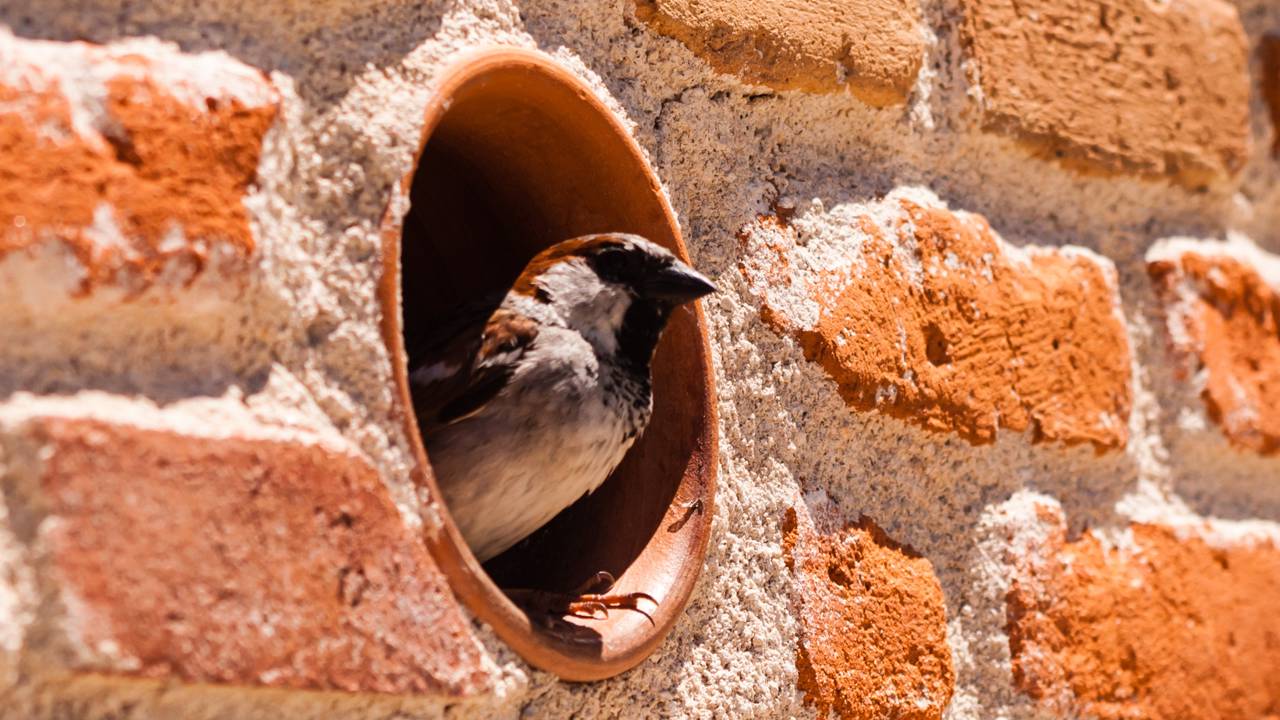 A presença de pardais no beiral está ligada a abrigo, alimento e pequenos sinais de biodiversidade urbana.