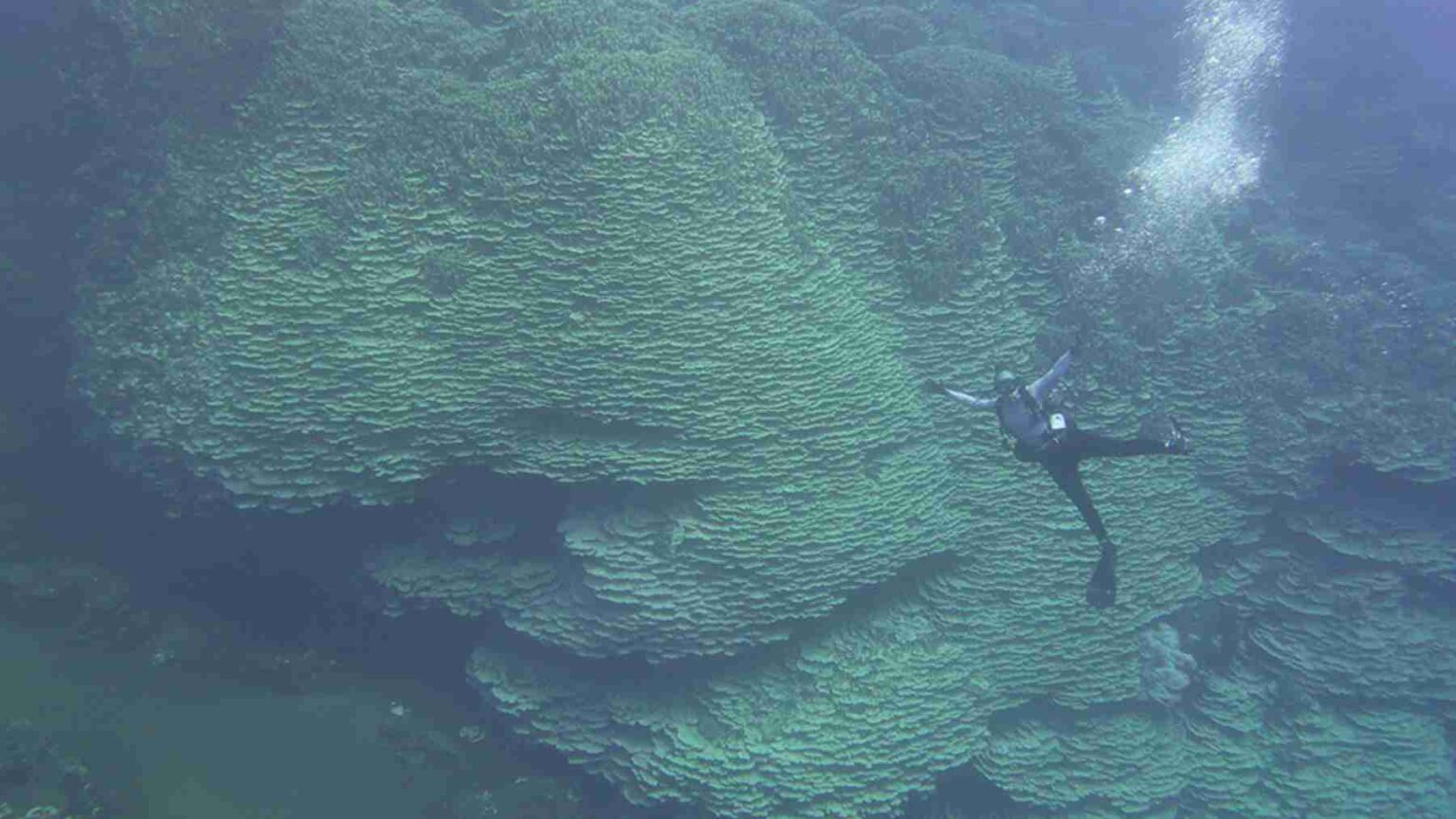 Pesquisadores da NOAA que trabalham nas Ilhas Marianas mediram um colossal coral pedregoso dentro da cratera de um vulcão subaquático, e ele pode ter mais de 2.000 anos.