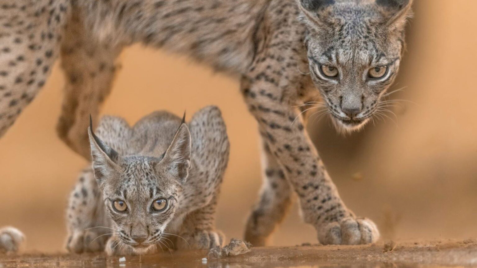 A reprodução do lince-ibérico em 2026 encerrou uma das temporadas mais positivas das últimas décadas, com o nascimento de 31 filhotes nos centros públicos de Huelva e Cáceres.