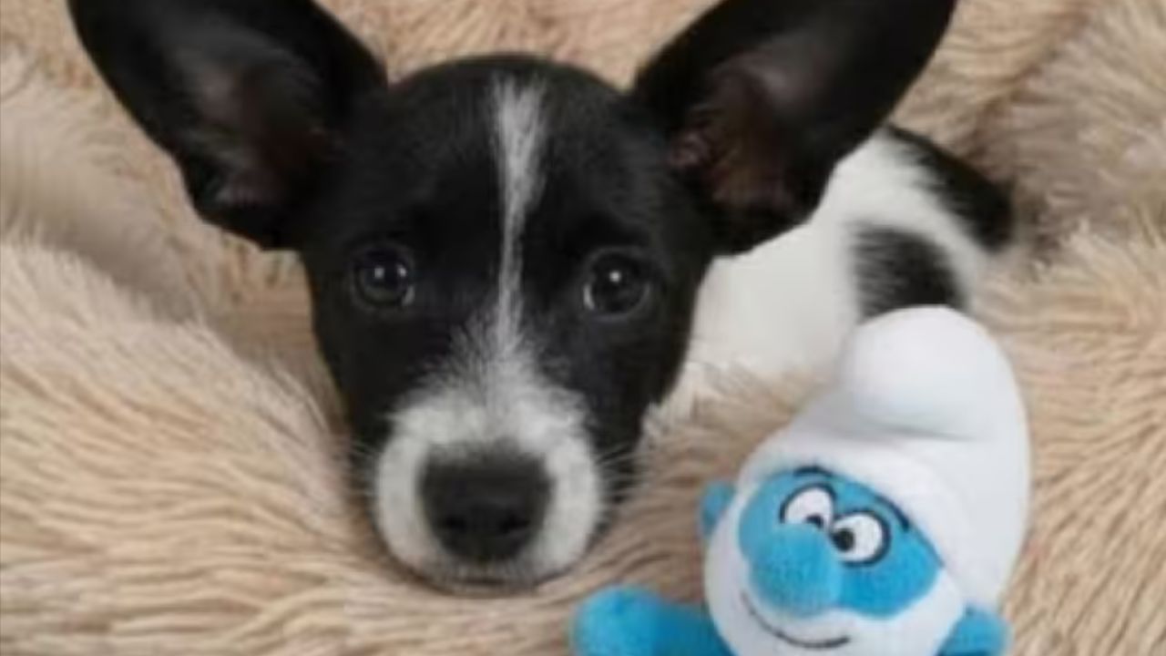 A adoção responsável exige tempo, recursos e compromisso emocional para garantir o bem-estar do pet e evitar o abandono. Créditos: (Instagram/@adoptaunangelmascota)