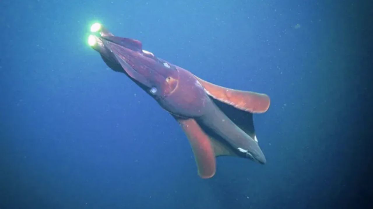 A lula gigante foi encontrada após mais de duas décadas. Créditos: (Foto/Instituto Oceanográfico Schmidt)