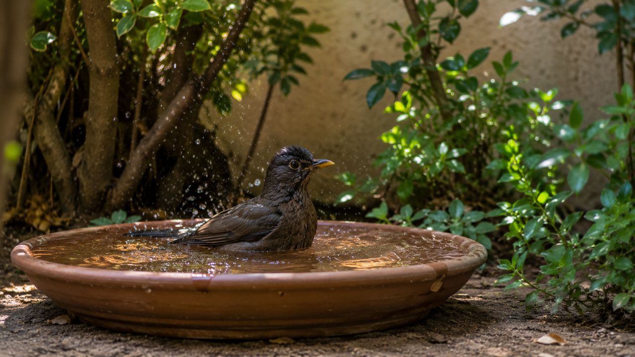 Sabiás frequentam quintais calmos que oferecem abrigo, água e boa oferta de alimentos.