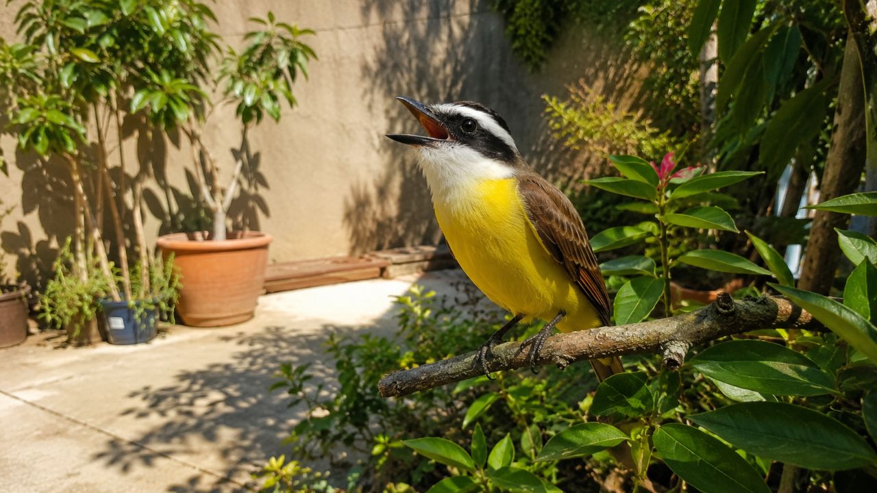 O bem-te-vi no jardim simboliza boas notícias, proteção e um ambiente harmonioso.