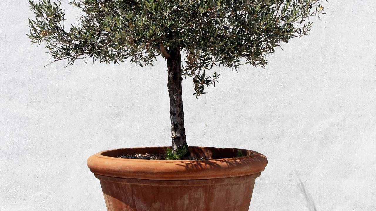 Plantas para vasos que resistem o frio e exigem poucos cuidados