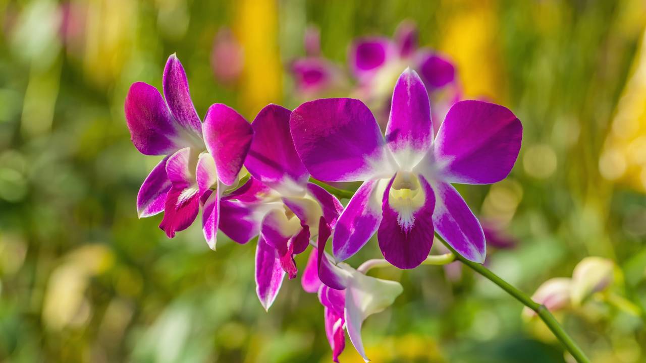 Esse truque caseiro com fermento seco está chamando atenção de apaixonados por orquídeas e plantas ornamentais.