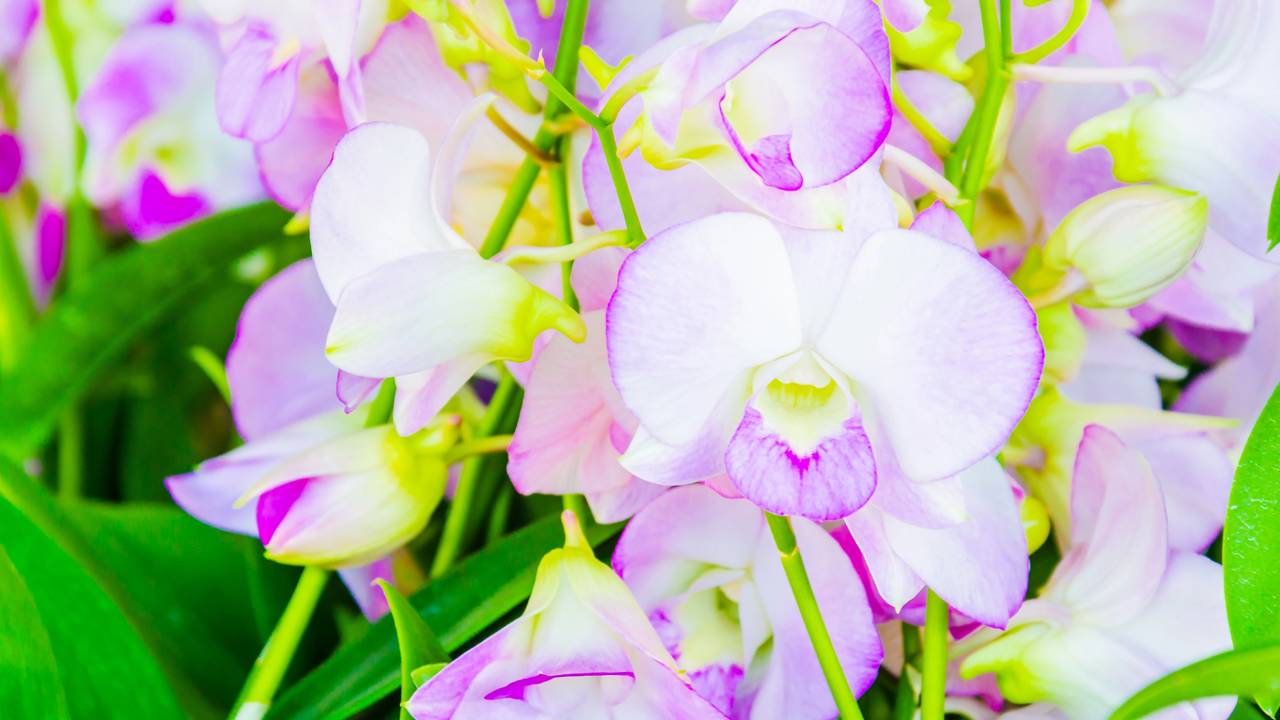 A orquídea responde rapidamente aos cuidados certos. Entenda como estimular flores, fortalecer raízes e evitar problemas comuns.