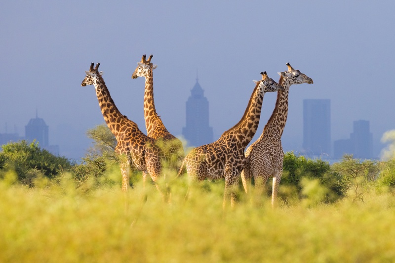 Nairóbi é uma das poucas cidades do mundo a abrigar um parque nacional dentro de seus próprios limites territoriais