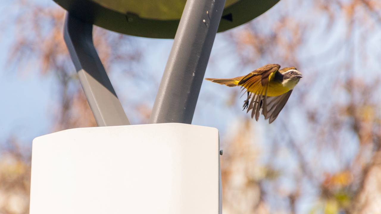 A presença do bem-te-vi no quintal está ligada a abrigo, alimento e condições favoráveis para aves urbanas.
