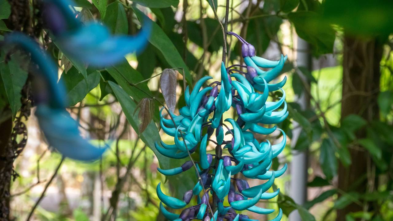 Com cachos impressionantes e clima tropical, a jade-verde conquista quem busca uma fachada elegante e cheia de vida.