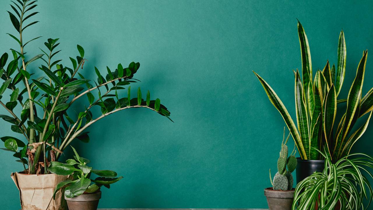 Quem nunca cultivou plantas pode começar com espécies resistentes, bonitas e simples de manter no dia a dia.