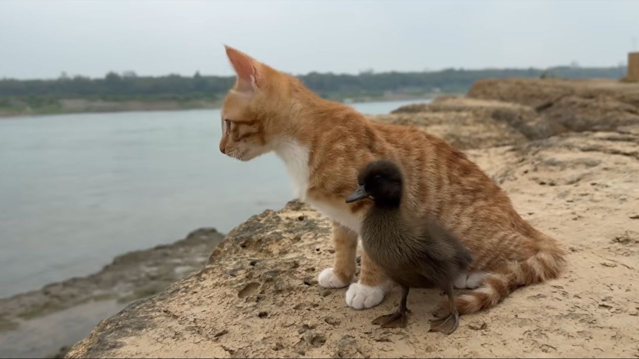 A busca por calor e segurança motiva a protocooperação entre filhotes de diferentes espécies. Créditos: (Youtube/catsdiary3115)