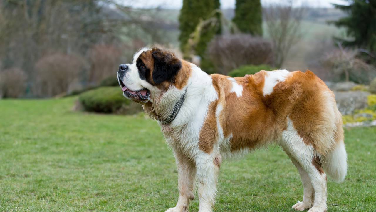 10 raças de cachorros mais tranquilas para família