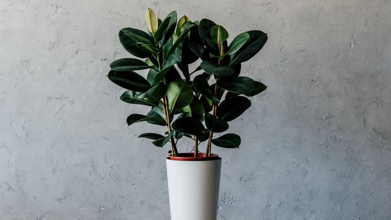 Plantas para vasos que resistem o frio e exigem poucos cuidados