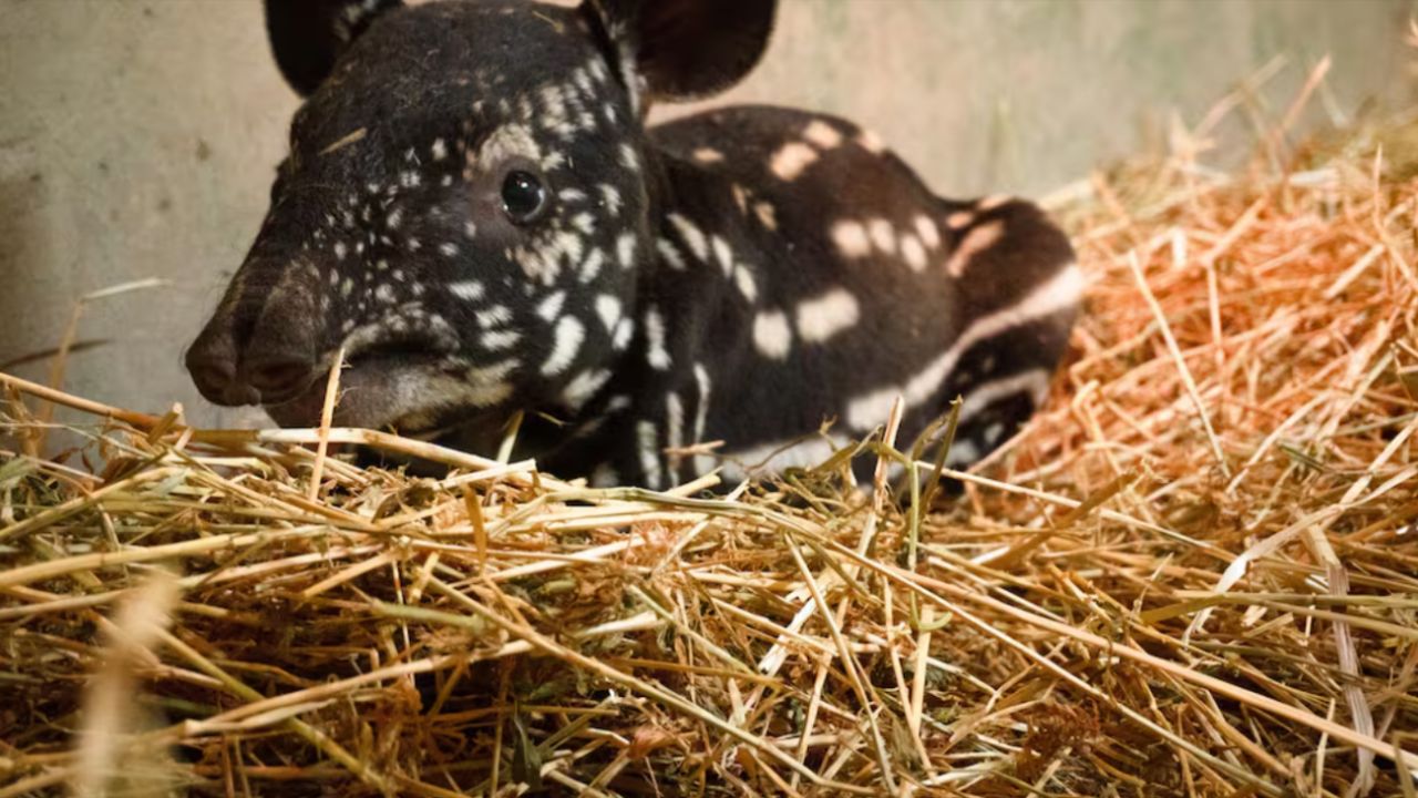 O monitoramento constante e a supervisão técnica garantem o desenvolvimento saudável e a sobrevivência do filhote. Créditos: (Foto/BIOPARC FUENGIROLA)