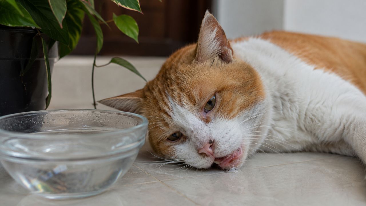 Identifique a intoxicação em pets observando sinais como vômitos e apatia para agir com rapidez e segurança.