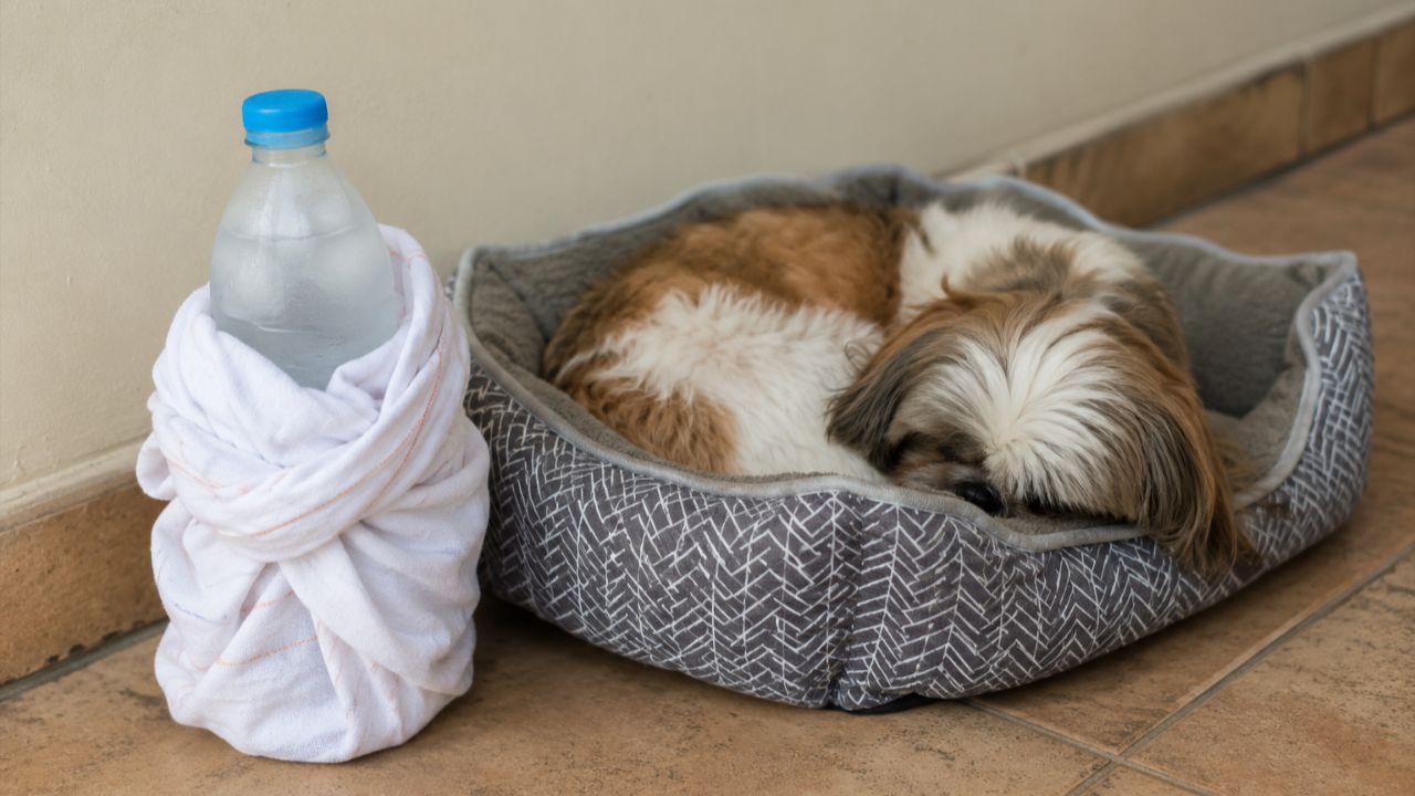 Refresque seu cão com segurança usando uma garrafa de gelo envolta em pano ao lado da cama.