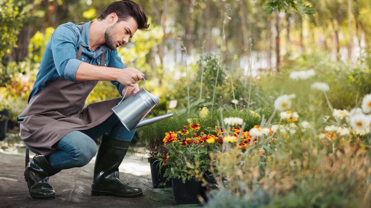 Especialistas explicam como evitar folhas secas e melhorar o crescimento das plantas em vasos e apartamentos.