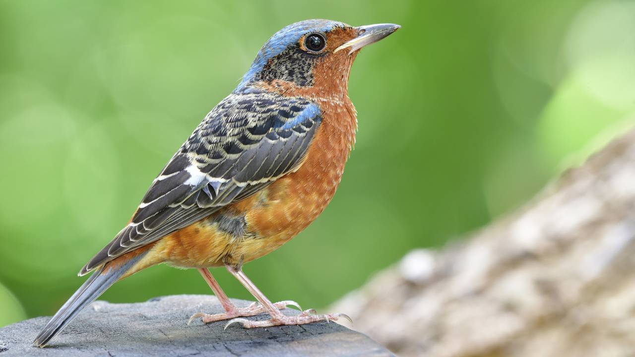 A presença do sabiá-laranjeira está ligada a abrigo, alimento e condições favoráveis para aves urbanas no jardim.