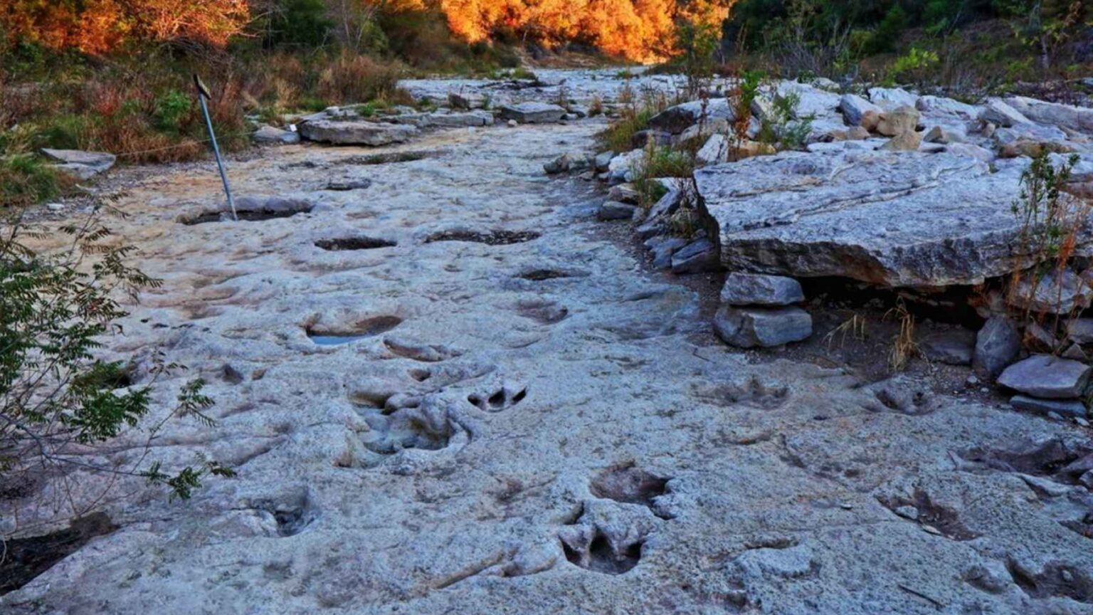 O sítio da trilha Sandy Creek mostra como inundações severas revelaram uma linha de pegadas de dinossauros preservadas no calcário antigo do Texas.